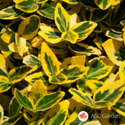 Zlatni evonimus Euonymus fortunei Emerald 'n' Gold