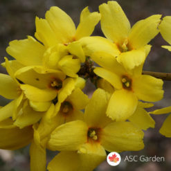 Žuti žbun Forsythia intermedia Gold rausch